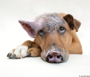 ein liegender Schweinehund - ein Hund mit Schweinenase und Frisur