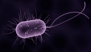 Abbildung eines Stäbchenbakteriums in purpurfarben
