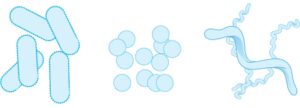 Abbildung von drei verschiedenen Bakterienarten (Bacili / Cocci / Spirilli)